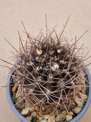 20260705_164332 Pyrrhocactus curvispinus