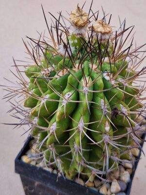 20260705_165210 Pyrrhocactus saxifragus
