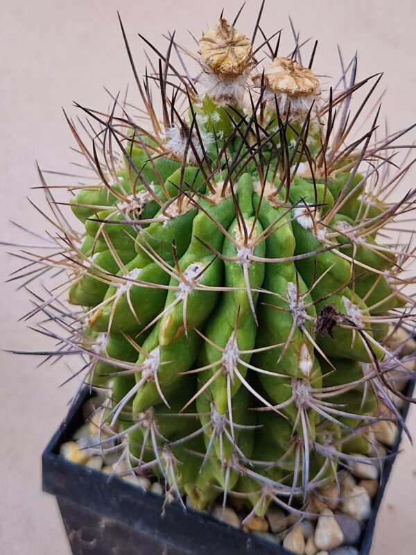 Pyrrhocactus saxifragus