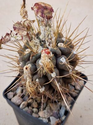 20260705_165247 Pyrrhocactus dimorphus
