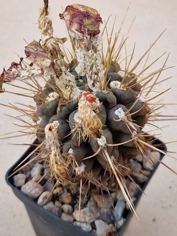 Pyrrhocactus dimorphus