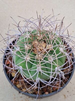 20260705_170851 Gymnocalycium castellanosii