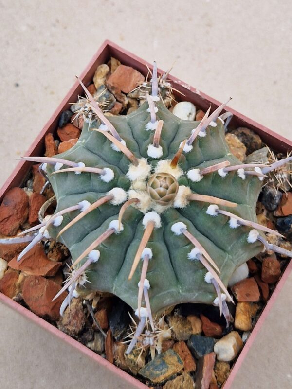 Gymnocalycium vatteri