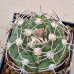 Gymnocalycium nigriareolatum v simoi