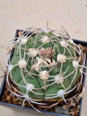 Gymnocalycium nigriareolatum v simoi