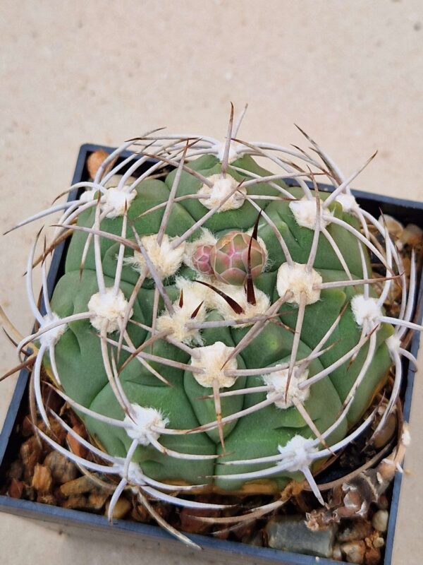 Gymnocalycium nigriareolatum v simoi