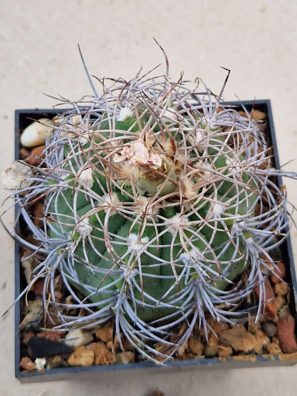 Gymnocalycium accorugatum
