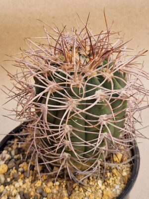 20260713_161708 Gymnocalycium accorugatum