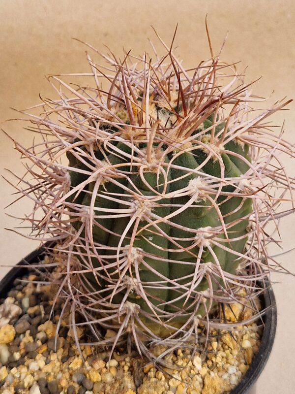 Gymnocalycium accorugatum