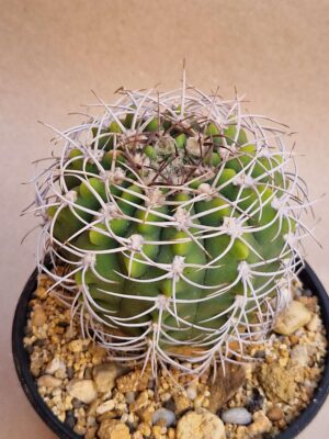 20260713_161744 Gymnocalycium ferocior