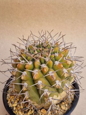 20260713_161920 Gymnocalycium sp