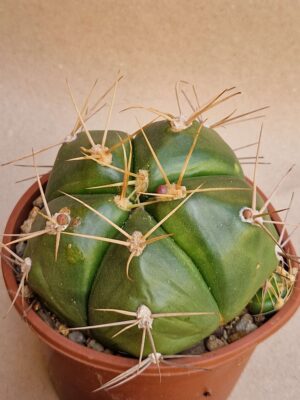 20260713_161948 Gymnocalycium horstii