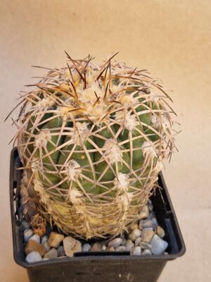 20260713_164304 Gymnocalycium spegazzinii