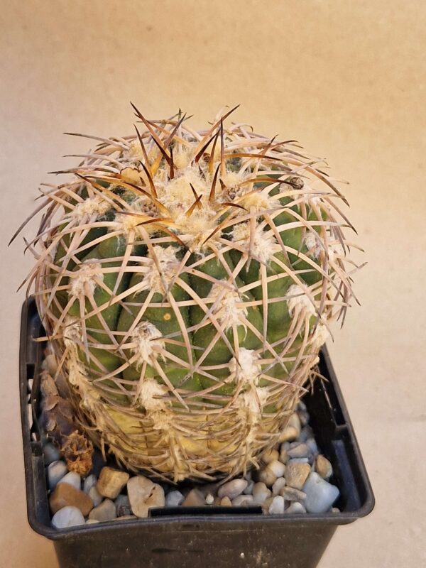 Gymnocalycium spegazzinii