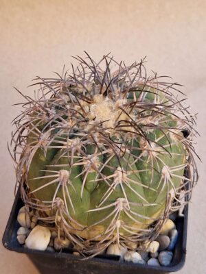20260713_164431 Gymnocalycium spegazzinii