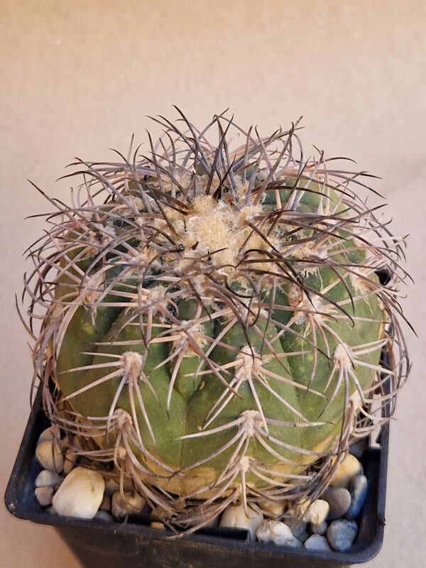 Gymnocalycium spegazzinii