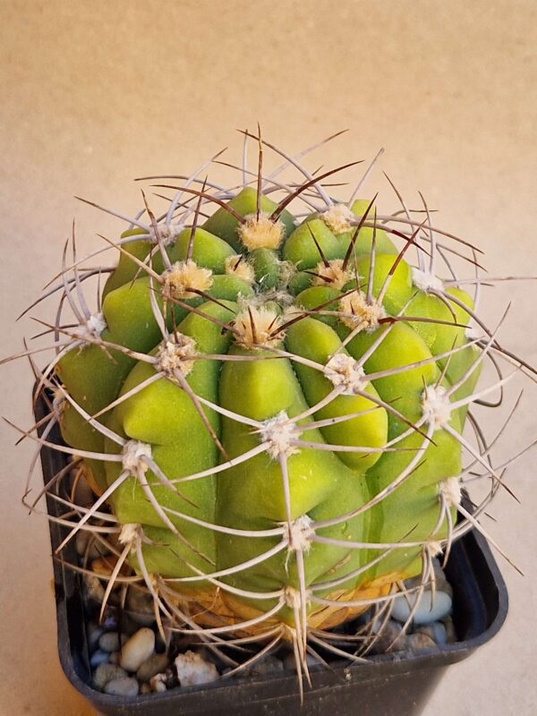 Gymnocalycium nigriareolatum