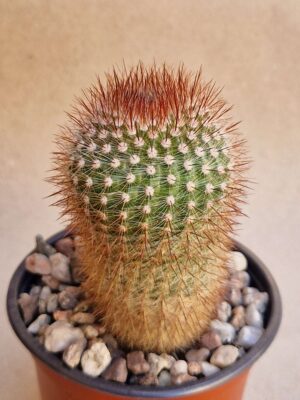 20260713_170325 Notocactus scopa v xicoi