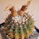 Notocactus orthacanthus