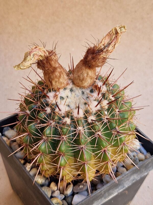 Notocactus orthacanthus
