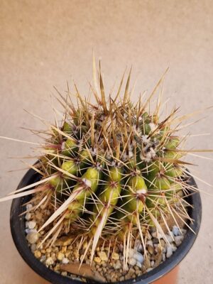 20260713_170438 Notocactus turecekianus