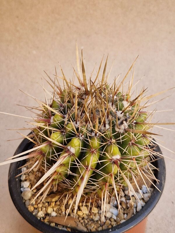 Notocactus turecekianus