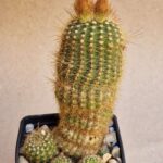 20260713_170527 Notocactus gaucho