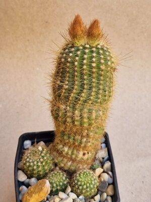 20260713_170527 Notocactus gaucho