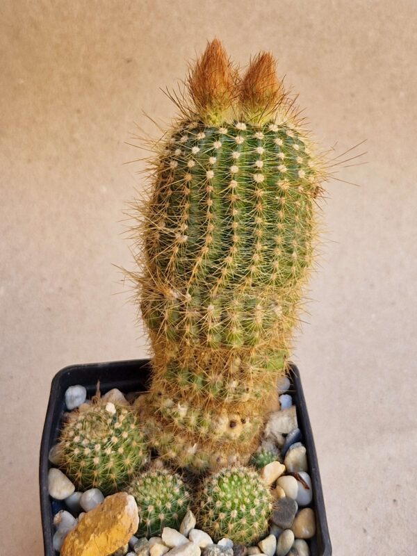 Notocactus gaucho