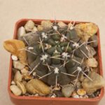 20260715_081839 Gymnocalycium brachypetalum