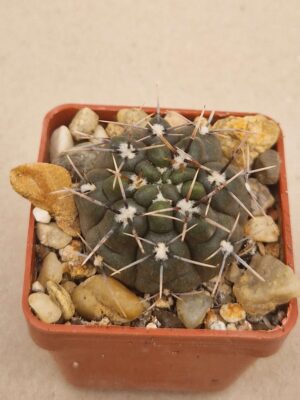 Gymnocalycium brachypetalum