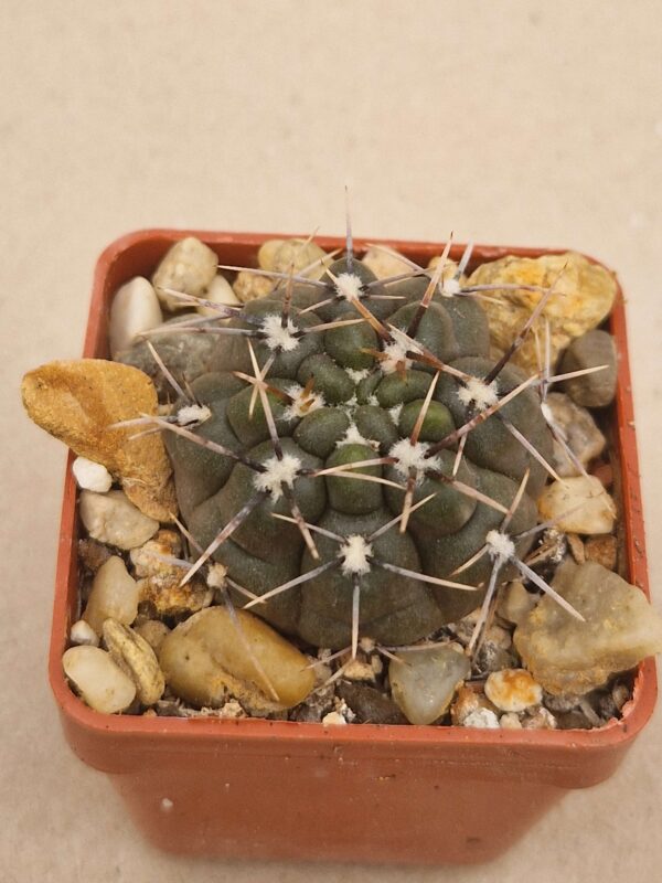 Gymnocalycium brachypetalum