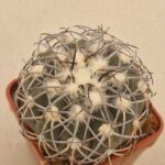 20260715_082529 Gymnocalycium sp