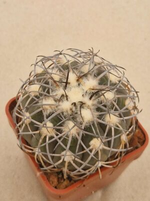 20260715_082529 Gymnocalycium sp