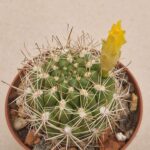 Weingartia sp