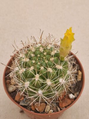 Weingartia sp