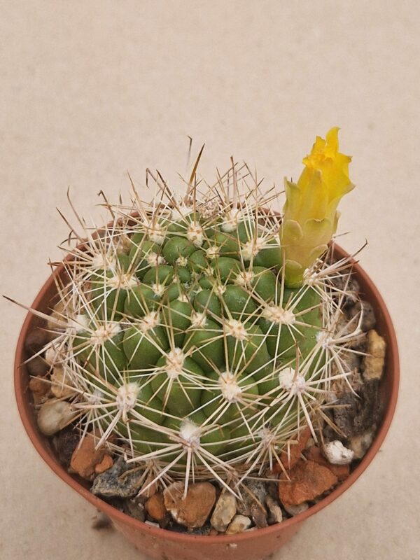 Weingartia sp