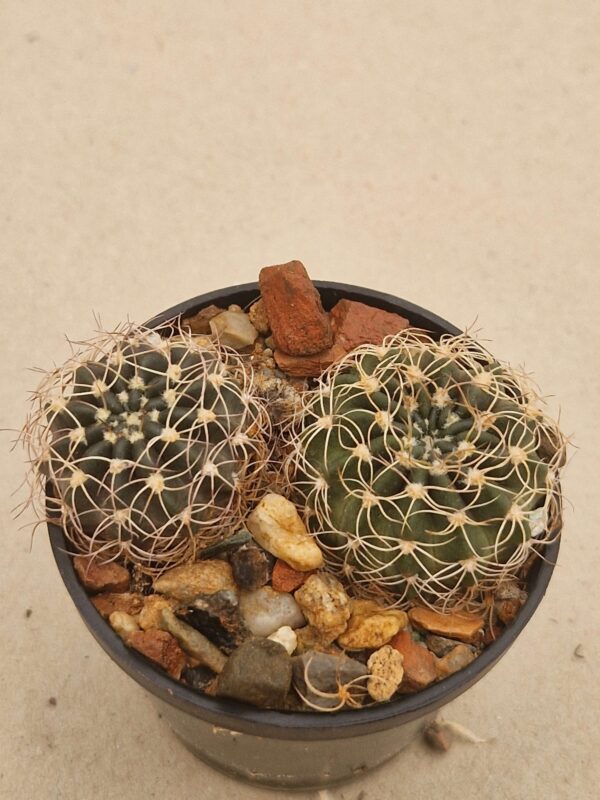 Lobivia sp