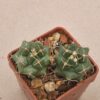 Thelocactus bueckii