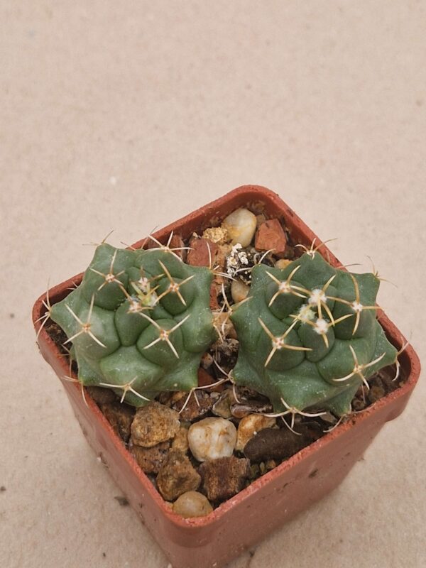Thelocactus bueckii