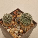 20260715_085723 Mediolobivia sp