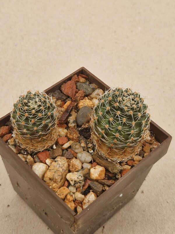 Mediolobivia sp