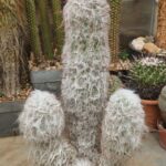 Oreocereus trollii