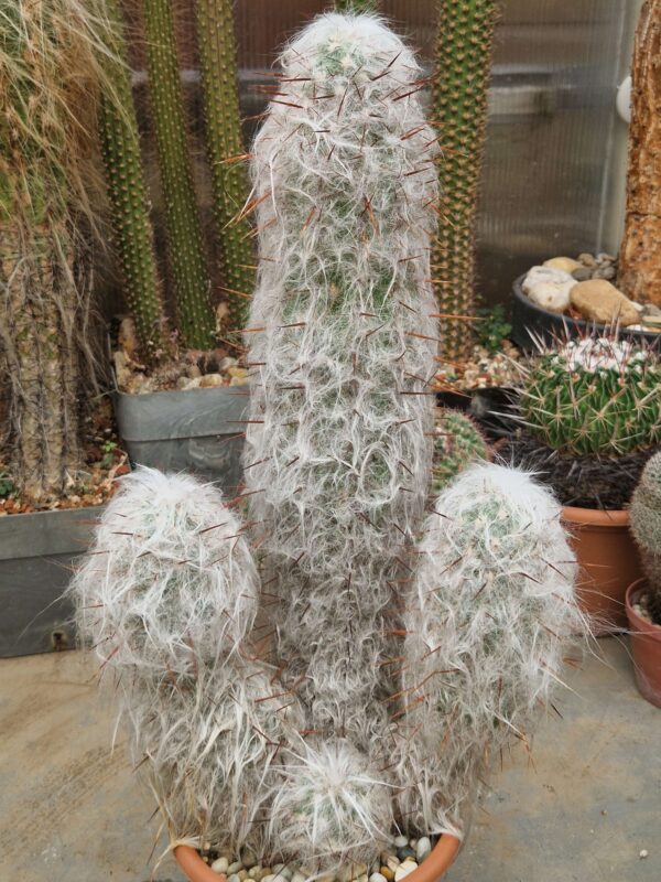 Oreocereus trollii