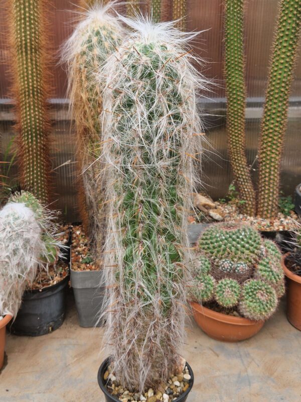 Oreocereus celsianus