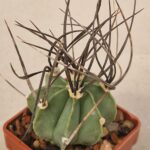 20260715_101053 Astrophytum niveum v nudum