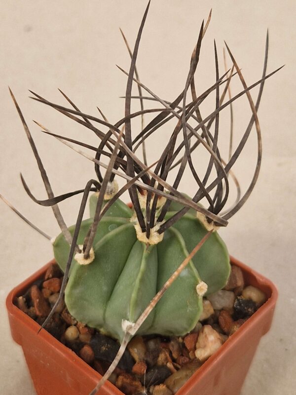 Astrophytum niveum v nudum