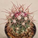 20260715_101901 Ferocactus tiburonensis