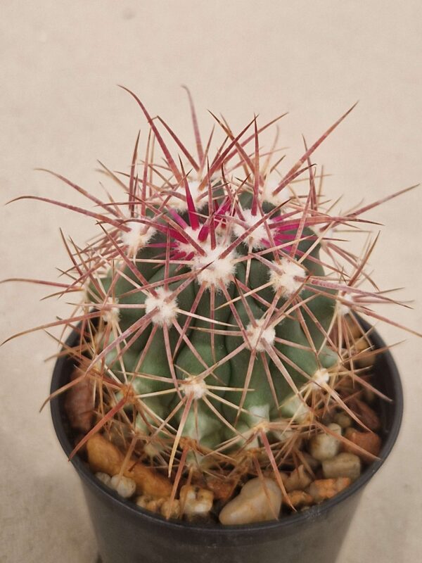 Ferocactus tiburonensis