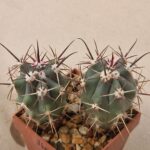 Ferocactus santamariensis